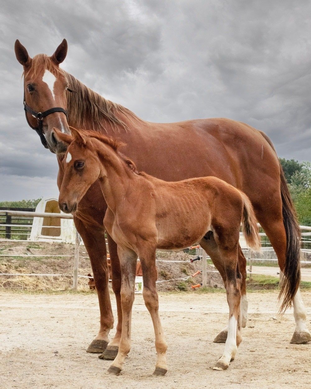 blockValue.279c8836-97aa-459e-b93c-04cba8141e1e.img2_alt