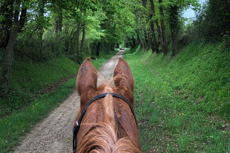 Image de Balade pour cavaliers à l'aise aux 3 allures