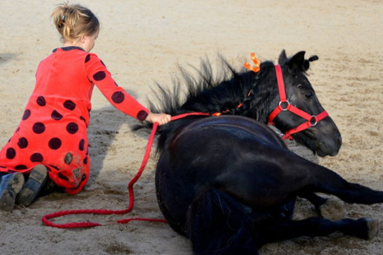 Image de Travail à pied et éthologie avec son cheval ou cheval de club