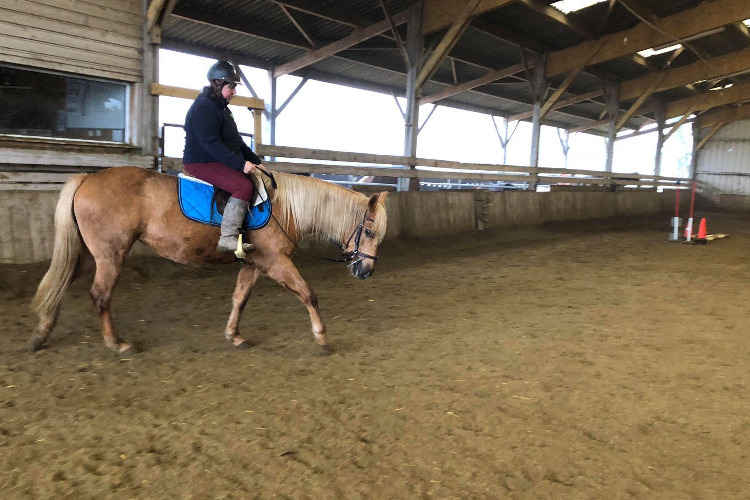 Image de Activité stage 2h pour cavaliers adultes montant occasionnellement à l 'aise au trot (même pas montés depuis longtemps) même pas à l'aise au galop